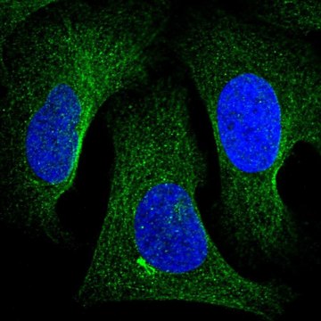 Anti-TNKS2 antibody produced in rabbit Prestige Antibodies&#174; Powered by Atlas Antibodies, affinity isolated antibody, buffered aqueous glycerol solution