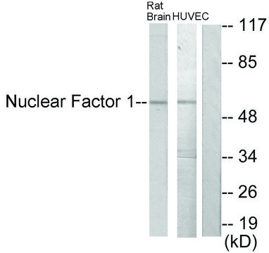 Anti-Nuclear Factor 1 antibody produced in rabbit affinity isolated antibody