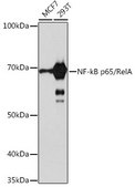 Anti- NF-kB p65/RelA antibody produced in rabbit