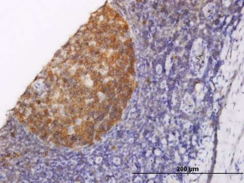 Monoclonal Anti-NOLC1 antibody produced in mouse clone 6B4, purified immunoglobulin, buffered aqueous solution