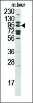 Anti-ART5 (N-term) antibody produced in rabbit IgG fraction of antiserum, buffered aqueous solution