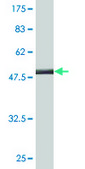 Monoclonal Anti-SSSCA1 antibody produced in mouse clone 2H4, purified immunoglobulin, buffered aqueous solution