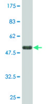 Monoclonal Anti-LAIR1 antibody produced in mouse clone 3B2, purified immunoglobulin, buffered aqueous solution