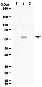 Anti-phospho TFEB (Ser142) from rabbit, purified by affinity chromatography