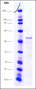 CAR-LBD (101-348), GST tagged human recombinant, expressed in E. coli, &#8805;70% (SDS-PAGE)