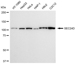KD-Validated Anti SEC24D Antibody, clone 23GB2510, Rabbit Monoclonal clone 23GB2510, recombinant rabbit monoclonal, expressed in HEK293 cells