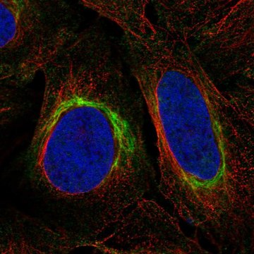 Anti-DISC1 antibody produced in rabbit Prestige Antibodies&#174; Powered by Atlas Antibodies, affinity isolated antibody