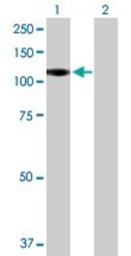 Anti-CSF3R antibody produced in mouse purified immunoglobulin, buffered aqueous solution