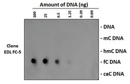 Anti-5-Formylcytosine (5fC) Antibody, clone EDL FC-5 clone EDL FC-5, from mouse