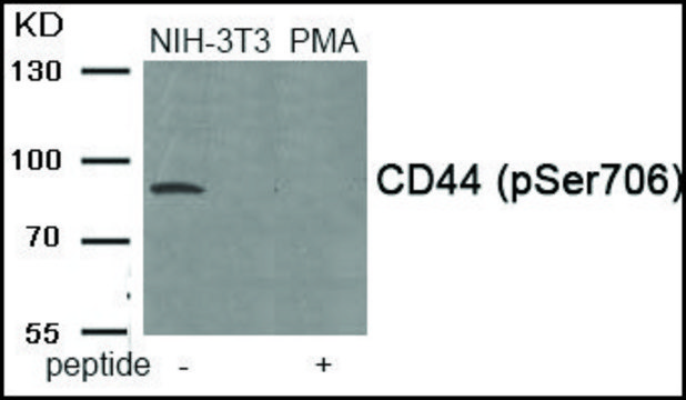 Anti-phospho-CD44 (pSer706) antibody produced in rabbit affinity isolated antibody