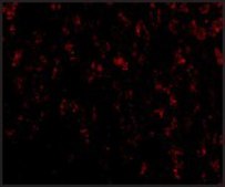 Anti-OMI (ab1) antibody produced in rabbit affinity isolated antibody, buffered aqueous solution