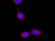 Anti-Podocin, Mouse monoclonal clone PD-65, purified from hybridoma cell culture