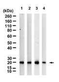 Anti-BASP1/NAP-22 Antibody, clone 2C11 ZooMAb® Rabbit Monoclonal recombinant, expressed in HEK 293 cells