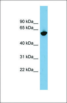 Anti-GPNMB, (N-terminal) antibody produced in rabbit affinity isolated antibody