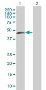 Anti-TIPIN antibody produced in rabbit purified immunoglobulin, buffered aqueous solution