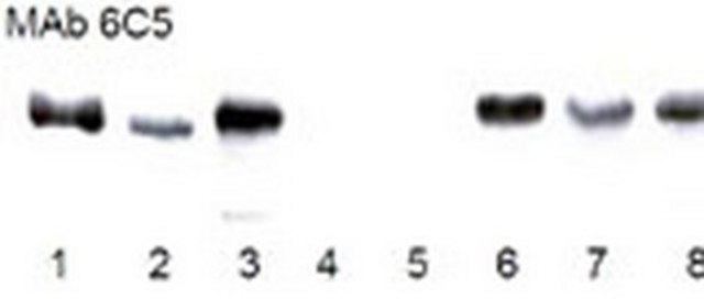 Anti-GAPDH Mouse mAb (6C5) liquid, clone 6C5, Calbiochem&#174;