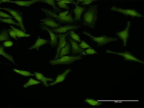 Anti-TRAF4 antibody produced in rabbit purified immunoglobulin, buffered aqueous solution