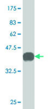 Monoclonal Anti-GSTT2 antibody produced in mouse clone 1C12, purified immunoglobulin, buffered aqueous solution