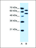 Anti-SIL1 antibody produced in rabbit affinity isolated antibody