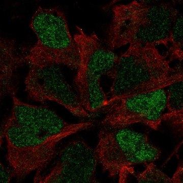 Anti-SOX3 antibody produced in rabbit Prestige Antibodies&#174; Powered by Atlas Antibodies, affinity isolated antibody