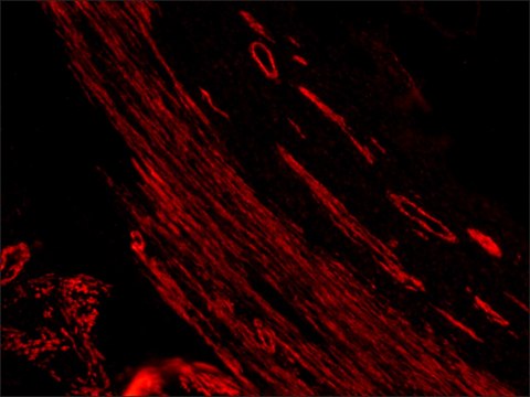 Anti-Mouse IgG (whole molecule)&#8722;TRITC antibody produced in rabbit IgG fraction of antiserum, buffered aqueous solution