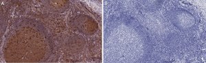 Anti-Siglec-7/CD328 Antibody, clone 1B10 ZooMAb® Rabbit Monoclonal recombinant, expressed in HEK 293 cells