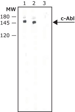 单克隆抗-c-Abl 小鼠抗 clone ABL-148, ascites fluid