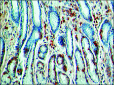 Anti-IAPP (N-terminal) antibody produced in rabbit ~1.0 mg/mL, affinity isolated antibody