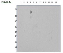 ChIPAb+ Acetyl-Histone H3 (Lys18) - ChIP Validated Antibody and Primer Set serum, from rabbit