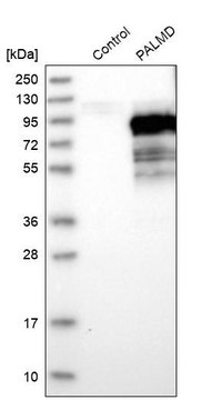 Anti-PALMD antibody produced in rabbit Prestige Antibodies&#174; Powered by Atlas Antibodies, affinity isolated antibody, buffered aqueous glycerol solution