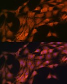 Anti-FKBP38/FKBP8 Antibody, clone 2J7P6, Rabbit Monoclonal