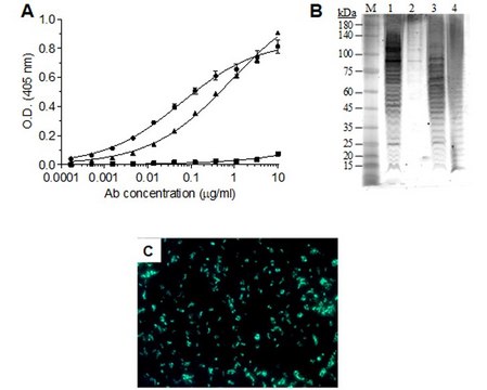 Anti-F. tularensis LPS antibody, Human-rabbit Chimeric monoclonal clone TL1, purified recombinant antibody