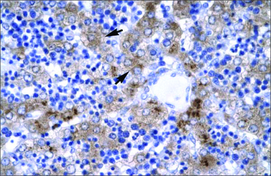 Anti-ISGF3G antibody produced in rabbit affinity isolated antibody