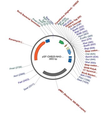 PSF-OXB20-NH2-6HIS-TEV - N-TERMINAL 6 HIS TAG BACTERIAL PLASMID plasmid vector for molecular cloning