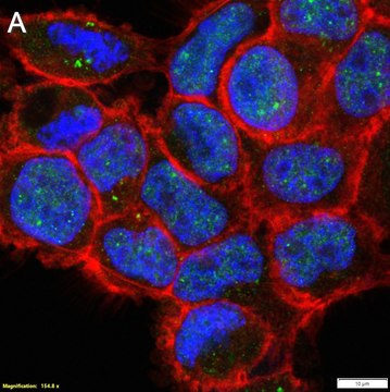 Anti-hnRNP A1 Antibody, clone 1I21 ZooMAb&#174; Rabbit Monoclonal recombinant, expressed in HEK 293 cells