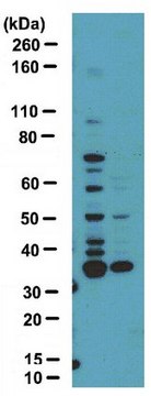 抗-二甲基精氨酸抗体，非对称性（ASYM25） serum, from rabbit