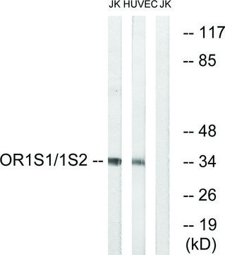 Anti-OR1S1 antibody produced in rabbit affinity isolated antibody