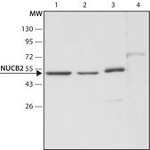 Anti-NUCB2 (C-terminal) antibody produced in rabbit ~1.5 mg/mL, affinity isolated antibody, buffered aqueous solution