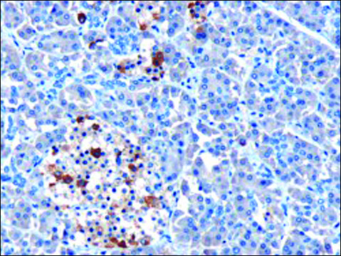 Anti-MDA5/IFIH1 antibody produced in goat affinity isolated antibody, buffered aqueous solution