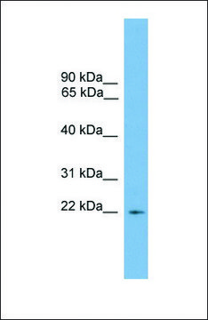 Anti-RGS10, (N-terminal) antibody produced in rabbit affinity isolated antibody