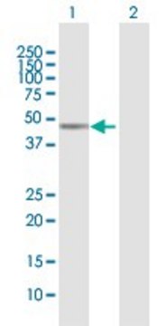 Anti-MICB antibody produced in mouse purified immunoglobulin, buffered aqueous solution