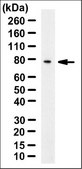 Anti-CRTC2 Antibody, clone 5B10 ascites fluid, clone 5B10, from mouse