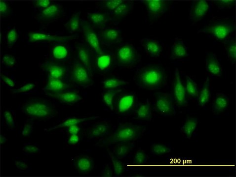 Monoclonal Anti-ZWINT antibody produced in mouse clone 6D3, purified immunoglobulin, buffered aqueous solution