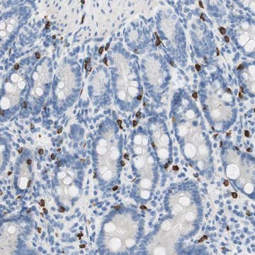 Anti-CEACAM1 antibody produced in rabbit Prestige Antibodies&#174; Powered by Atlas Antibodies, affinity isolated antibody, buffered aqueous glycerol solution