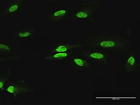 Anti-PAX2 antibody produced in rabbit purified immunoglobulin, buffered aqueous solution