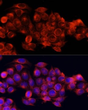 Anti-ATG5 antibody produced in rabbit