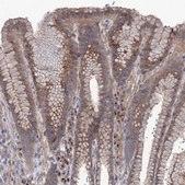 Anti-SEC24A antibody produced in rabbit Prestige Antibodies® Powered by Atlas Antibodies, affinity isolated antibody, buffered aqueous glycerol solution