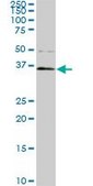ANTI-PBK antibody produced in mouse clone 3A7, purified immunoglobulin, buffered aqueous solution