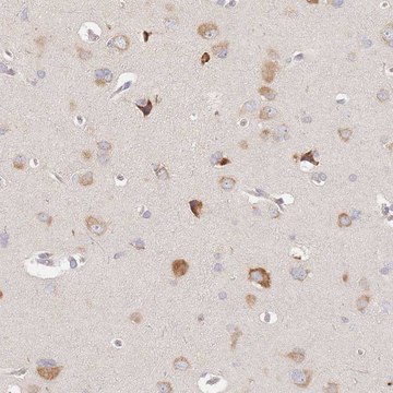 Anti-SLC35F3 antibody produced in rabbit Prestige Antibodies&#174; Powered by Atlas Antibodies, affinity isolated antibody, buffered aqueous glycerol solution