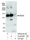 Rabbit anti-NEK9 Antibody, Affinity Purified Powered by Bethyl Laboratories, Inc.